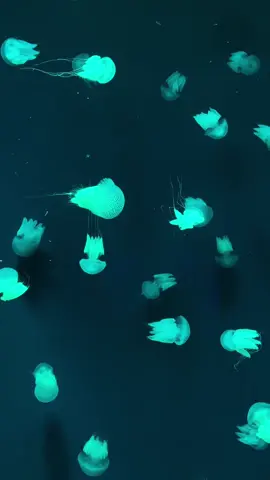 ngekos berapa lama di isle? mwehehe #fishitroblox 