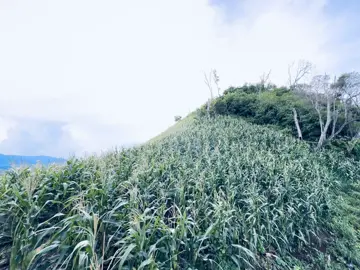 #កូននាក់ចម្ការ🌿👨🏽‍🌾 #ទេសភាពស្អាត☁️🌱🌳 