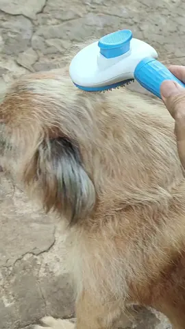 lược chải lông giảm rụng lông rối lông chó mèo có nút lấy lông tiện lợi #luocchailongcho #luocchailongthucung #luocchailongchomeo #chó_cưng #mèodễthương 