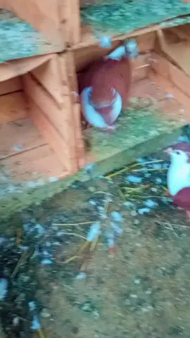 #walara wsa che de#100kviews #1millionaudition #🦅🦅🦅🦅🦅🦅🦅🦅🦅🦅 