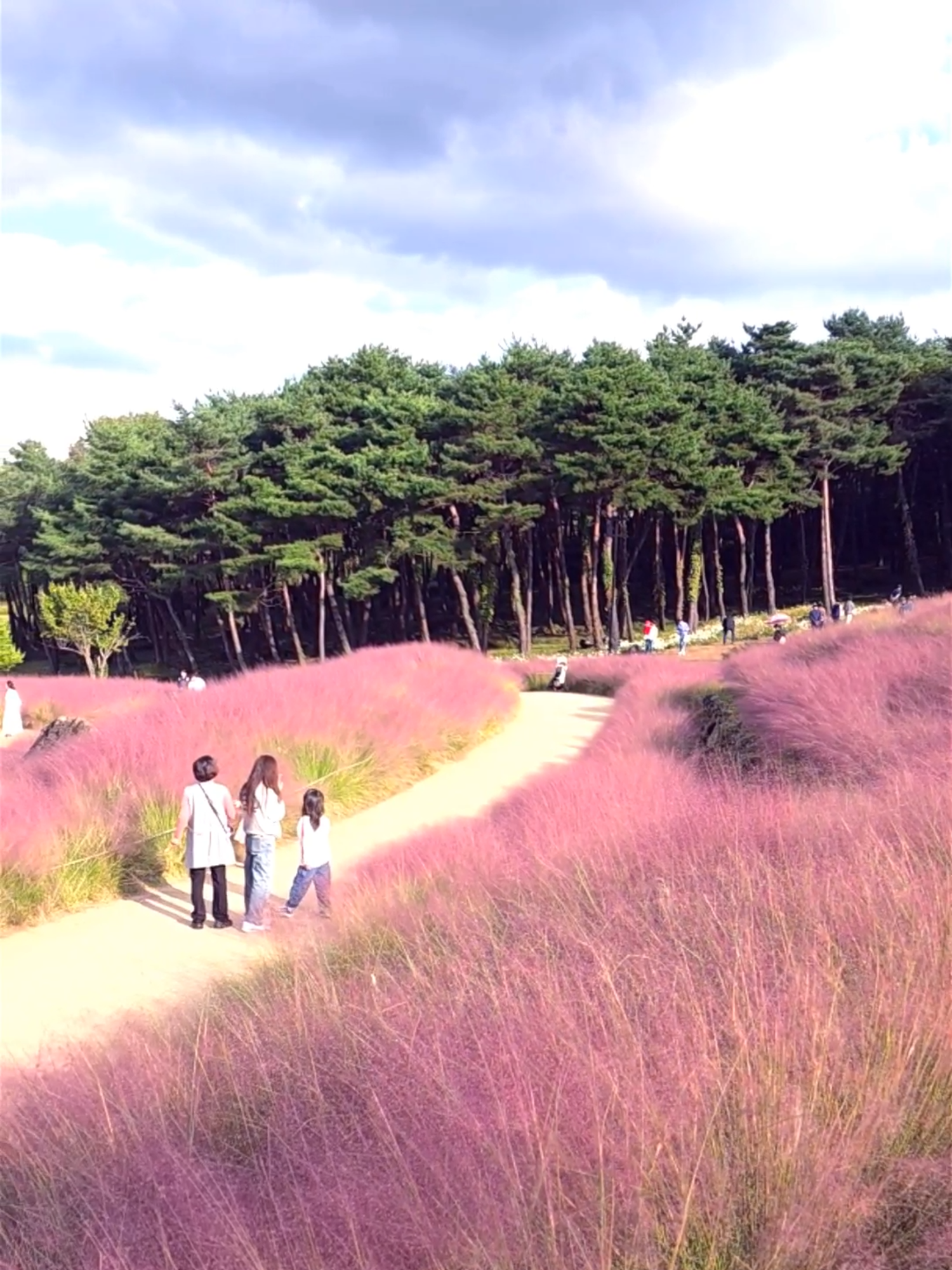 가산수피아 가을풍경 #가산수피아 #핑크뮬리 #백일홍 #여행 #관광 촬영일 25.10.20