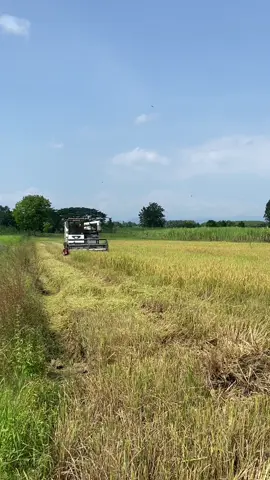 🌾🌾✌️#ไพรกังวาลย์รถเกี่ยวยินดีให้บริการงับป๋มม🤭 #dc105xตู้แอร์ #สาวรถเกี่ยว #กําแพงเเพชรหวานมาก #fypシ゚ 