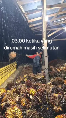 #lewatberandafyp #fypppppppppppppppppp #kulisawitindonesia #foryoupage @dava.gstn 