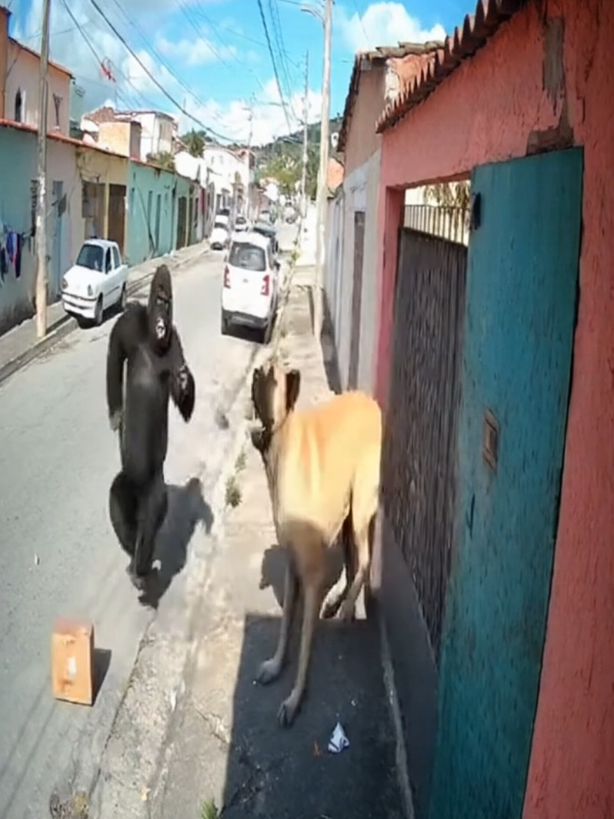 Cachorro grande e imenso persegue gorilão humilde  🦍💨🐕  #creatorsearchinsights #gorila #meme #sora2 #ia 