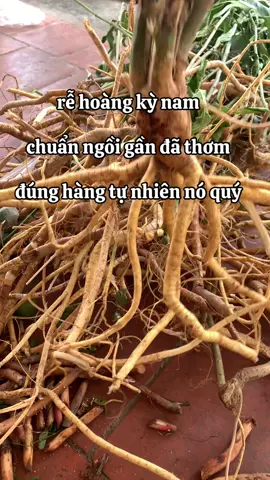 #bothantrangduong #rehoangkynam 