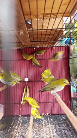 tips mengombyok pleci..carilah yang ngriwik...100% jantan...😁 #pleci  #kicaumania  #buxtoni #klaten24jam  #fyp 