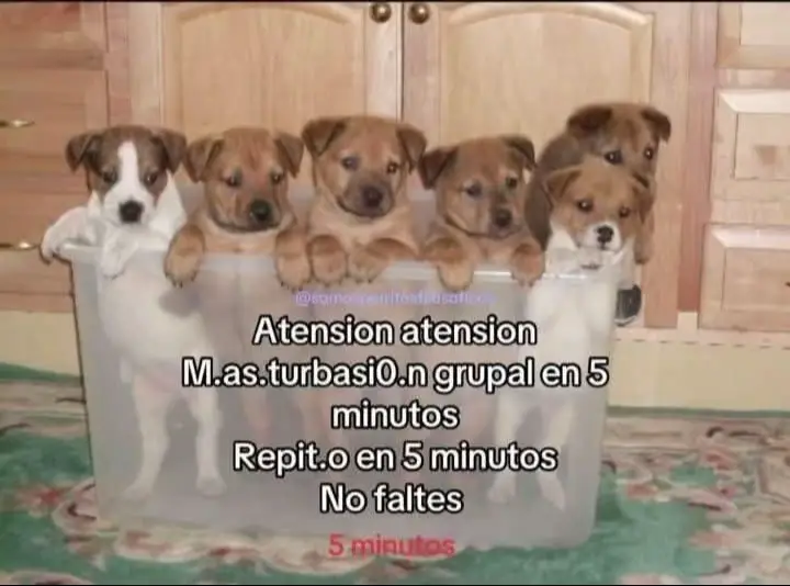 #uanltigres #foryou #paratiiiiiiiiiiiiiiiiiiiiiiiiiiiiiii 