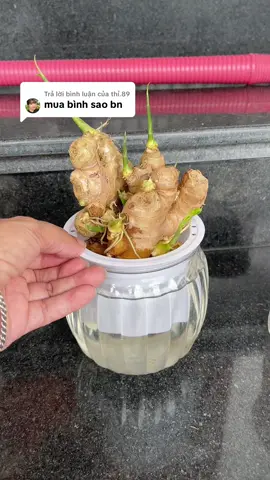 Trả lời @thỉ.89 trồng gừng vào chậu thuỷ sinh đẹp, nhàn mà sạch sẽ#cachtronggungphongthuy #hientinhte 