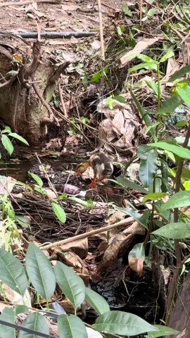 #mientayquetoi #calocdong #xuhuongtiktok #travel 