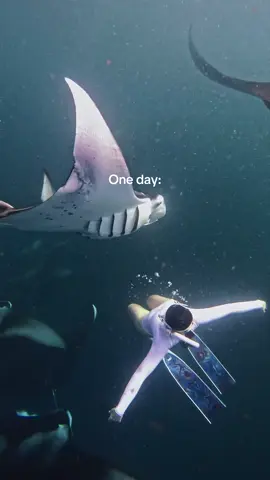 Schwimmen mit Manta Rochen war ein absoluter Lebenstraum von mir🥺🩵 #mantaray #snorkeling #maldives #hanifarubay #ocean 