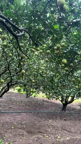 #suhuongtiktok chuẩn bị khui vườn 50 tân 🍐