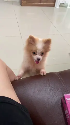 กินอะไรไม่ได้เลย#ปอมเมอเรเนียน #หมาน้อยน่ารัก #หมาแสนรู้ #คนรักหมา #ทาสหมา 