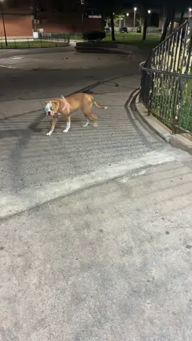 #guarddog #workingdog #utilitydog #americanbulldog #performancedog 