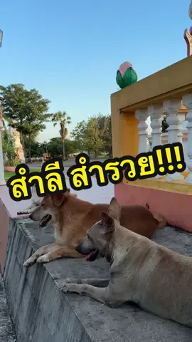 สำลี สำรวย🤣🤣🤣 #ดำสู้ๆ #หมา #หมาน่ารักน่าเอ็นดู #สัตว์เลี้ยงtiktok #VoiceEffects 