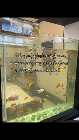 လူမူရေးလား အကုန်အဆင်ပြေတယ် စီးပွားရေးလား တရားသောနည်းလမ်းနက်ရှာပြီး ဖြူစင်သောထမင်းဂိုစားနေတာ အချစ်ရေးလား ကိုယ်ရှိတဲ့နေရာဂိုတည့်