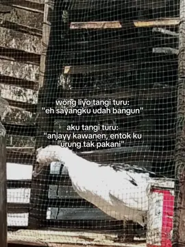 #entukjumbo #entokjumboleherpanjang #entokrambon #peternakentokjumbo #entok 