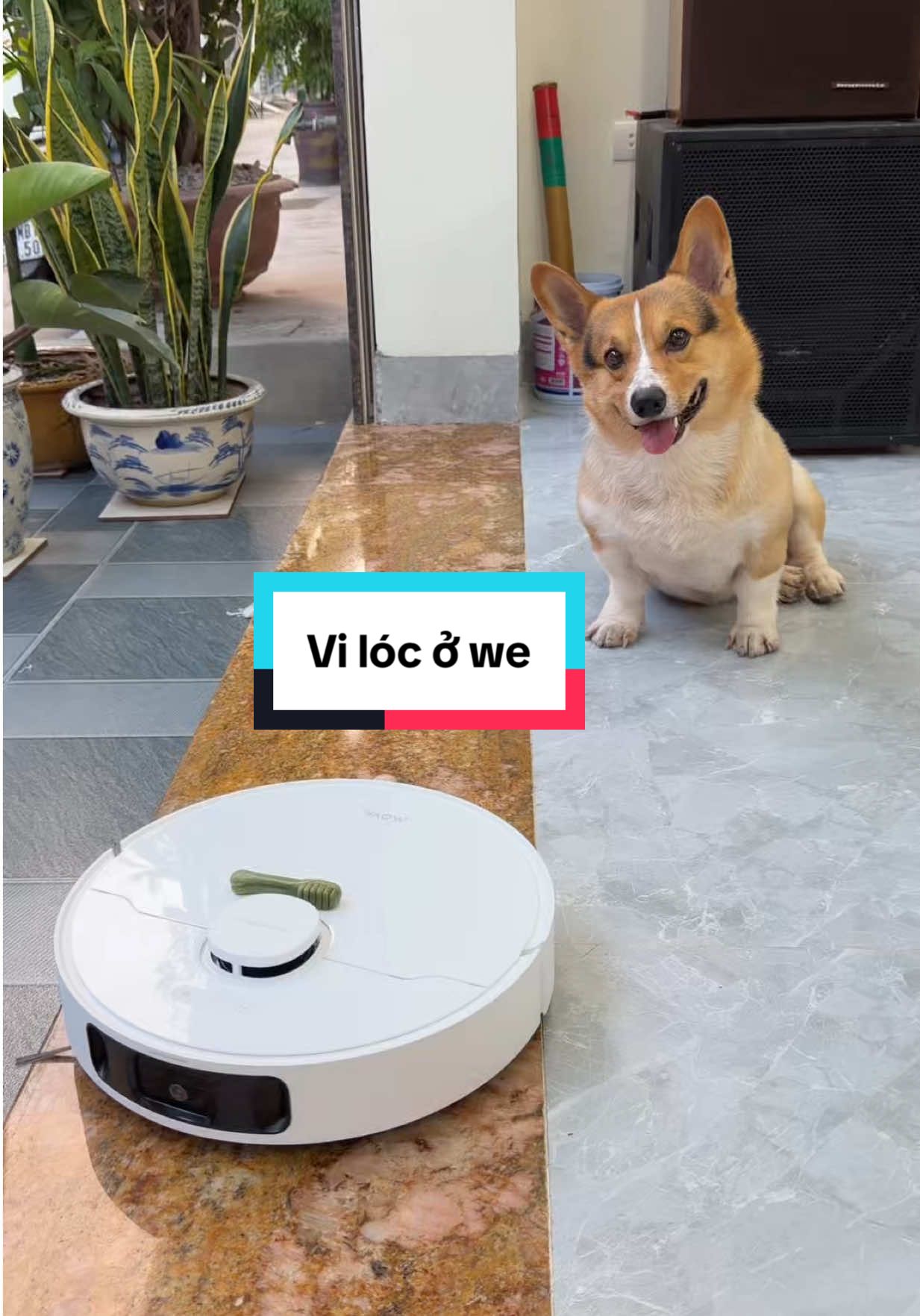 Vi lóc dọn nhà ở quê. Để tình cảm gia đình đi lên thì cứ phải là có ngân lượng sắm thêm dứa dọn dẹp zề 🙂 #vinlon #corgi #dog #movavietnam #movae40ultra 