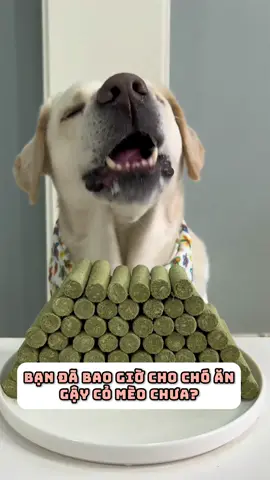 Bạn đã bao giờ cho chó ăn gậy cỏ mèo chưa? #thucung #viral 