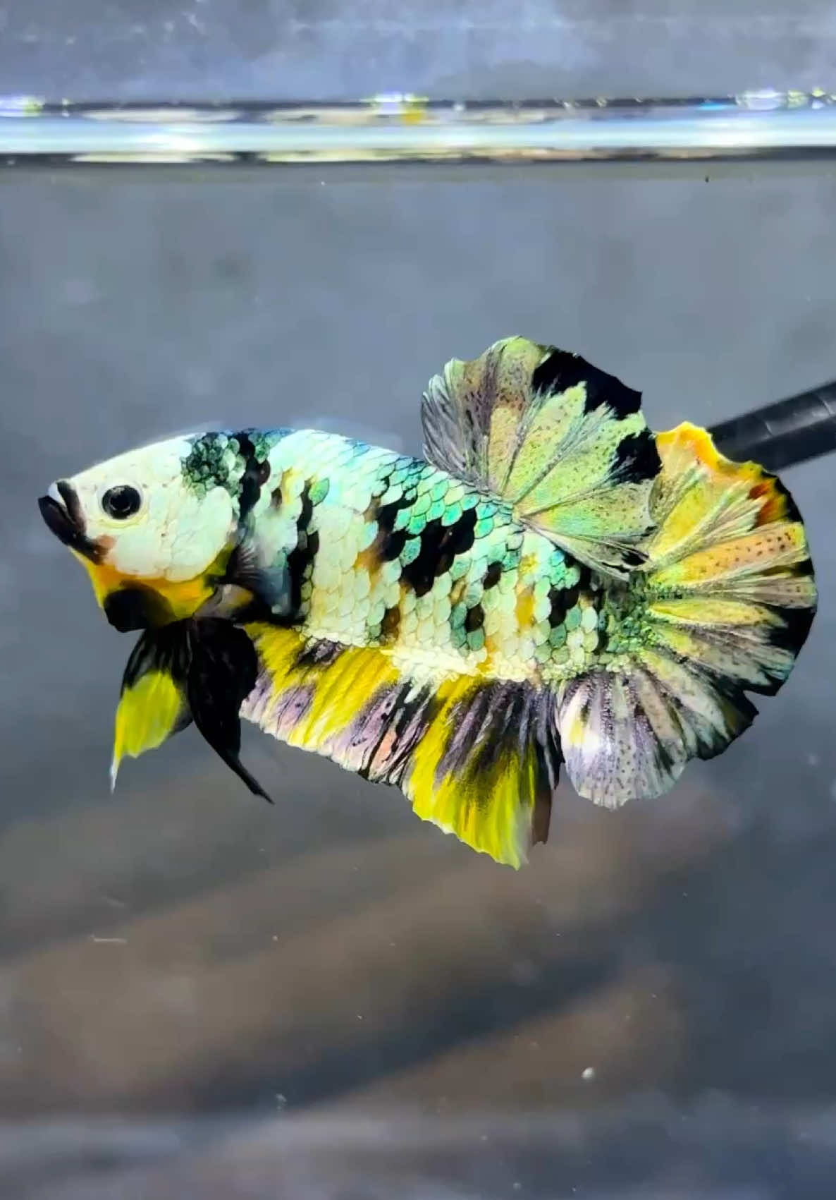 ikannya imut cute pisannn 😱