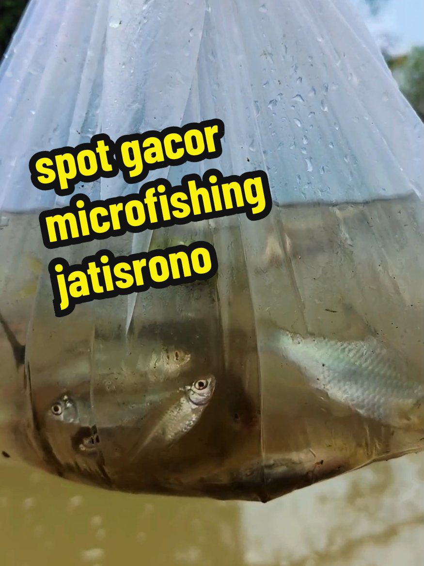 mangkat tengah sewelas muleh jam rolas, gur golek bahan rilisan ,semene wes cukup  .. nolnil crit wi sing seneng micropishing #mancingmaniamantap #microfishing #mancingmania #mancingliar 