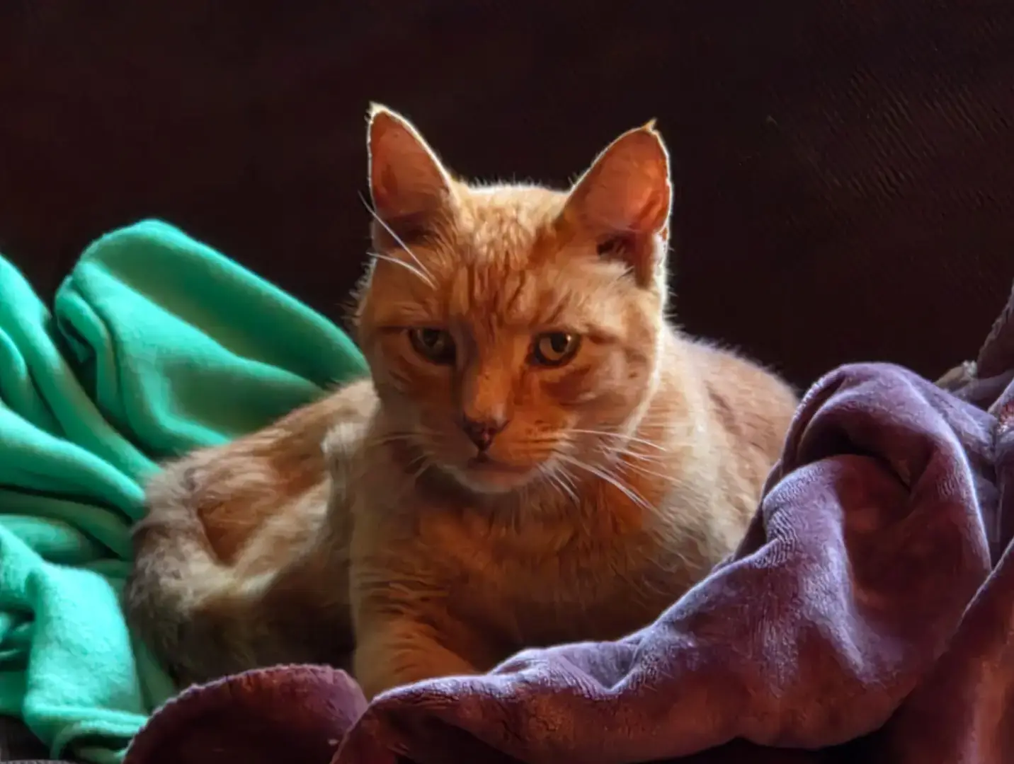 #orangecat #orangecatsoftiktok 