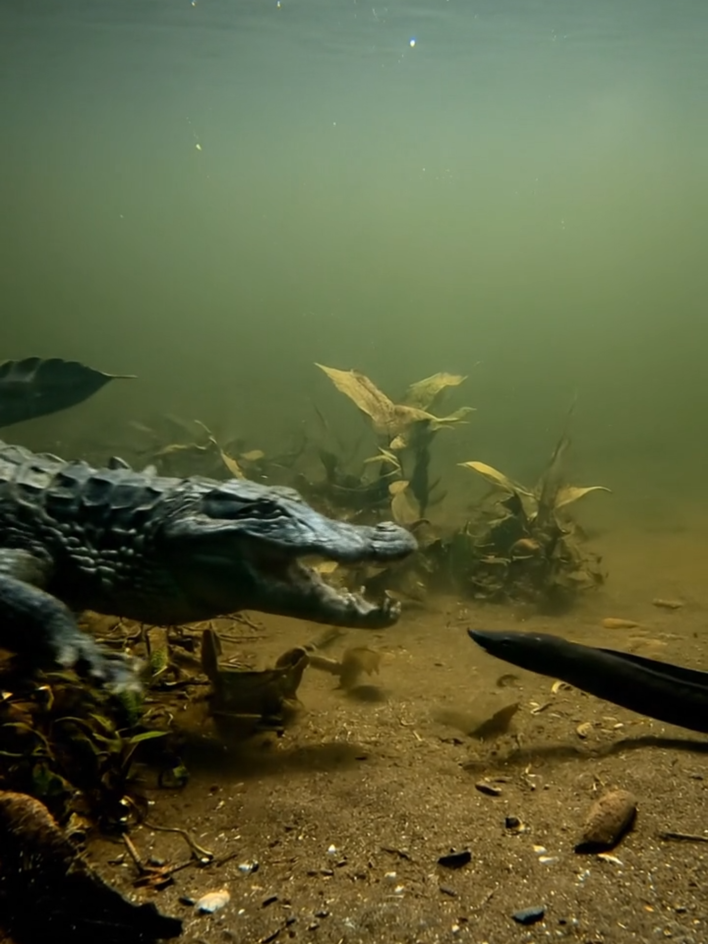 One shock. Total knockout. ⚡🐊 Nature doesn’t play fair — it plays smart. #ElectricEel #Caiman #Wildlife #Viral #AnimalShorts #tiktokshorts
