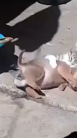 #viraltiktok #Amor #fyp #paratiiiiiiiiiiiiiiiiiiiiiiiiiiiiiii #Viral 