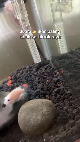 Pindah lokasi proyek😏 #nanotank #aquarium #ikanhias #cichlid #parrotfish 