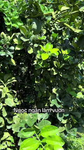 Vườn xanh,sạch,đẹp #buoidaxanh #ngocnganlamvuon #xuhuongtiktok 