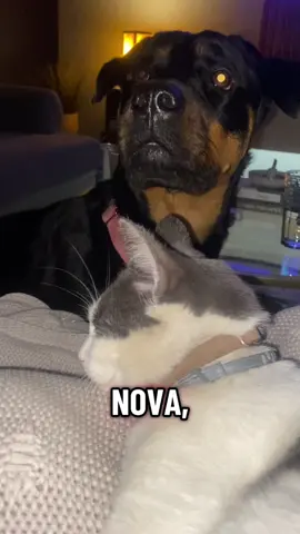 Something keeps sticking its head through the doggie door but everyone is accounted for 🐶🐱 #scareddog #rottweilersoftiktok #fypdongggggggg 