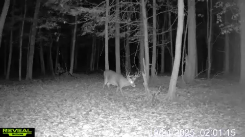#fyp #fypシ #Outdoors #hunting #whitetaildeer 