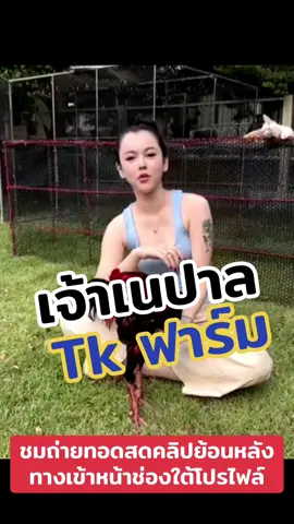 #ซ้อเจลไก่ชน #tkฟาร์ม #เจ้าเนปาล #ถ่ายทอดสดไก่ชน #ไก่ชนวันนี้ 