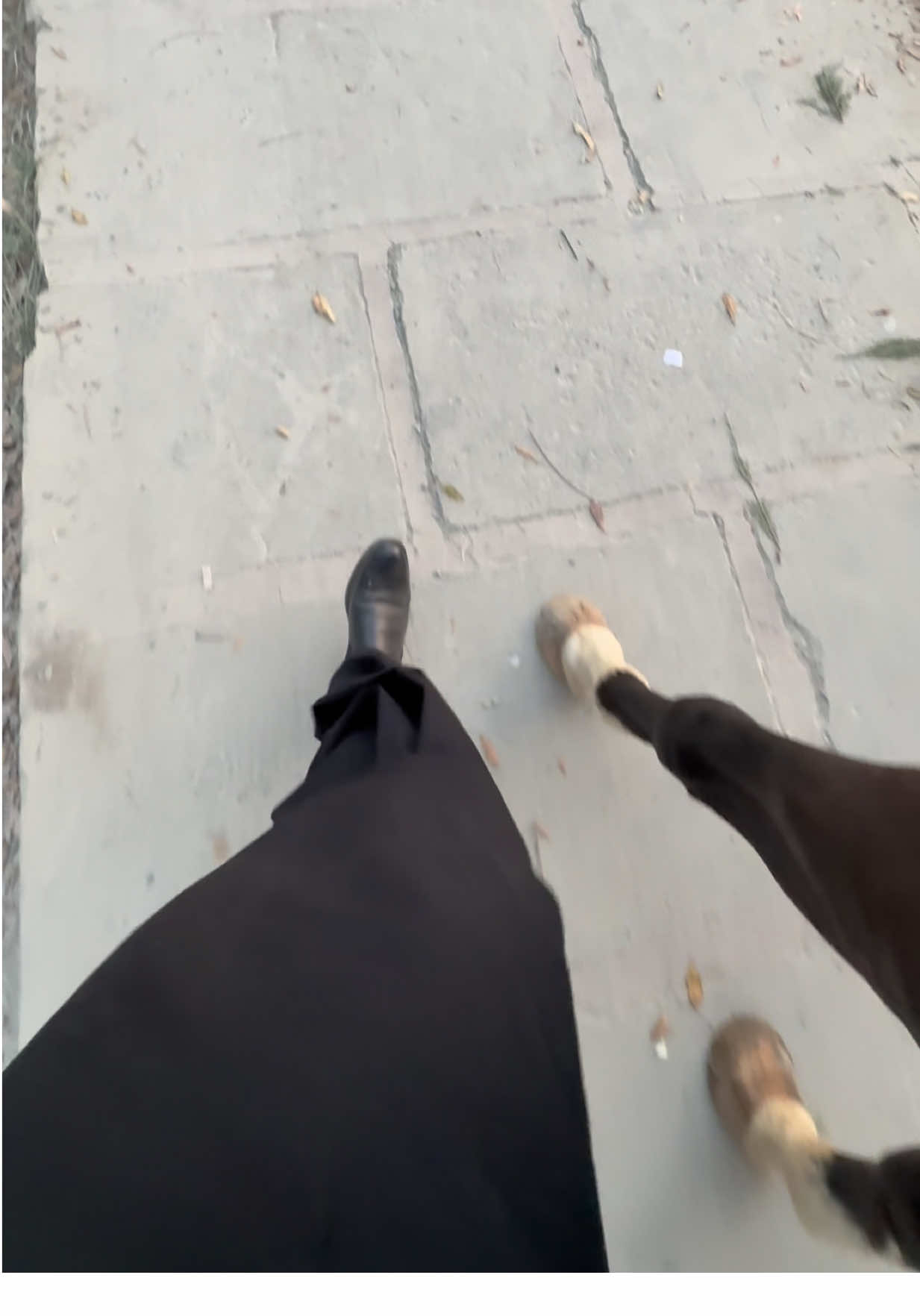 🖤🖤 . #syedjarrarabbaskazmi #horse #foot #videoviral #zoom 