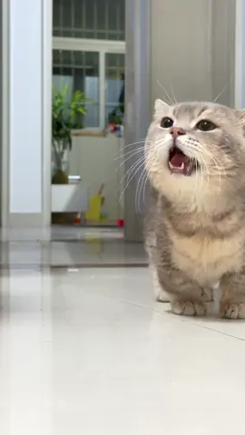 #funnyvideos #catsoftiktok #cutecat #funny #fatcat 