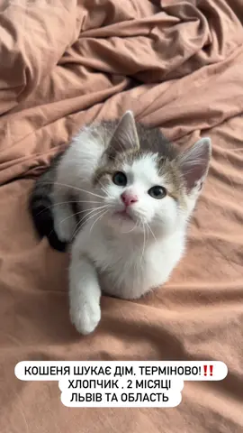 Львів та область 🐾 Цього малюка знайшли на вулиці — зараз він шукає дім, де буде тепло, любов і свої люди. Йому близько 2 місяців, дуже лагідний, муркотливий і ручний. Якщо відгукнеться серце — напиши ❤️ #кошенятаукраїна #львів #шукаєдім #тварини #прилаштуваннятварин 