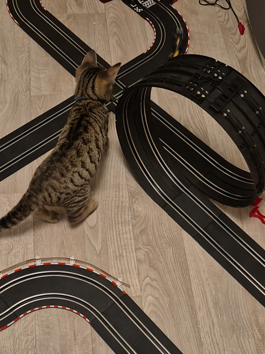 ... mittendrin, unser Zuschauer beim Autorennen 🚗🚕  #katze #kitten #funny #katzenvideos #fyp 