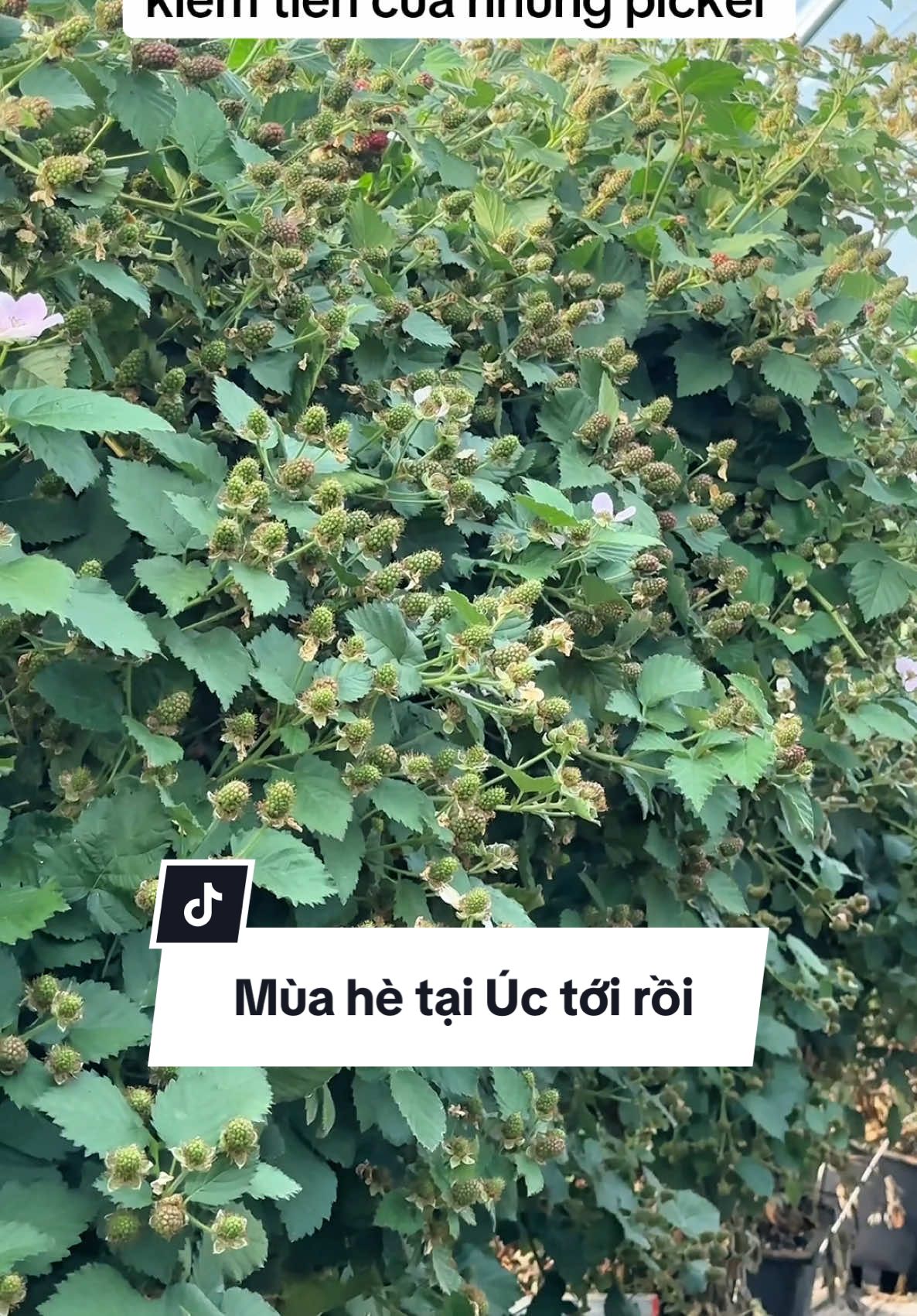 Các bạn 462er ơi, các bạn đã ổn định vị trí chưa. Mùa hè tới rồi, cũng là mùa rộ quả, là khoảng thời gian vừa gia hạn mà vừa có thể saving. Welcome các bạn đến với team! #462 #australia #picker #workingandholiday 