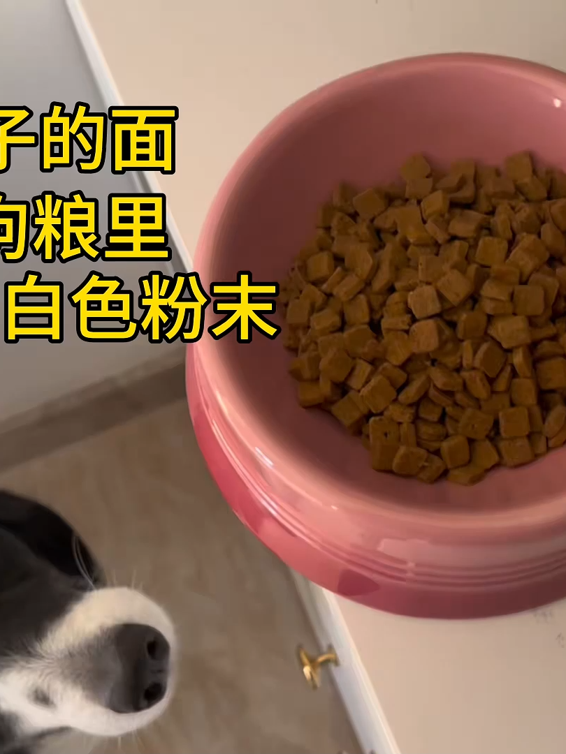 Köpek: Ben sadece huzurlu bir yeni yıl geçirmek istiyorum 🐶🎆 #viral #popüler #trend #keşfedilen #ünlü #keşfet #şfetteyiz #trendler #popülerlik #Türkiye #türkiyevideoları #fyp #foryou