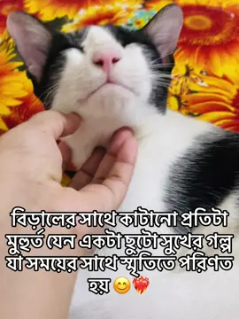অনেক স্মৃতি জমে আছে তার সাথে। ❤️‍🩹 #cats #catlovers #tiktokviral #fyp 