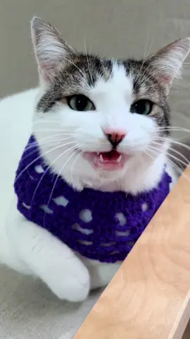 Miagolio della Molly #kucingtiktok #suarakucing #kot #meowmeow #catlover 