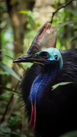 Meet the Daintree’s most famous local 🦜 Captured beautifully by @kozel.carthew, the southern cassowary roams the ancient Daintree rainforest, helping it grow by spreading seeds as it wanders through the forest floor. Spot one on your next Daintree tour — if you’re lucky, you might catch a glimpse of this incredible rainforest guardian. 🌿 📍 Daintree Rainforest – Tropical North Queensland #portdouglasdaintree #daintreerainforest #cassowary #australianwildlife #queensland 