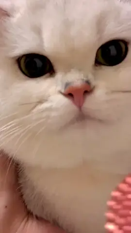 #cat #catlover #catsoftiktok #foryoupage #fyp 