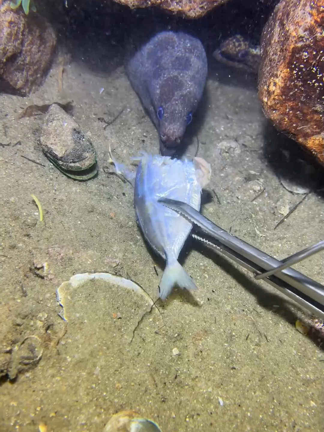 #fishing #deepsea #nemo #eels #diving #crab #lobster #beach #nature #sea #catchthesea