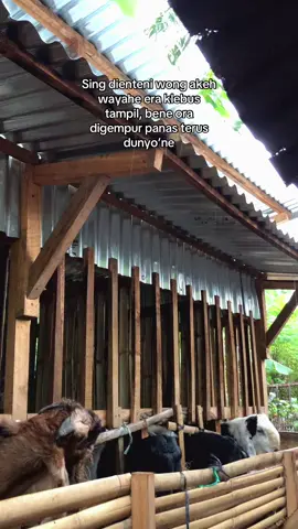 #peternakkambing #fyp #fypage #foryou #peternakmuda 