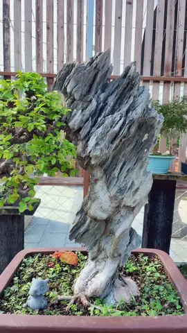 Du đá #vươnglâm #bonsaiart #bonsai #phongtra #thuhoa 
