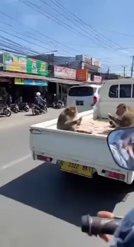 monyet siapa itu.. main kartu di mobil #viraltiktok #creatorsearchinsights #fyp 