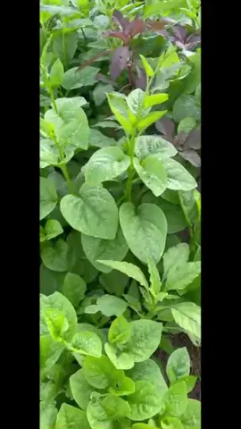 Giúp cho cây xanh lá,dày lá ,mập lá ,mập thân ,mập.cọng ,...#xuhuong #viral #vuonraumongtoi #cogaiphanbon 