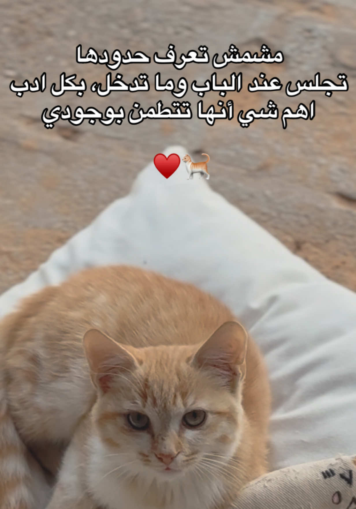 مشمش قطة مزرعتنا الخاصه مهتمين فيها وعندها بيت واكل ومويه والمكان الي جالسه فيه هو ورشة متجرنا تجلس عند الباب وتتفرج علينا وحنا نشتغل وتتطمن بوجودنا #fypシ #قطه #مزرعة  #fyppppppppppppppppppppppp  