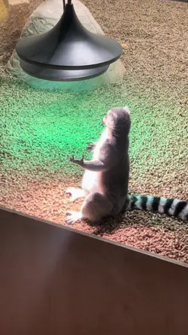 I can’t move it move it anymore😮‍💨#madagascar 