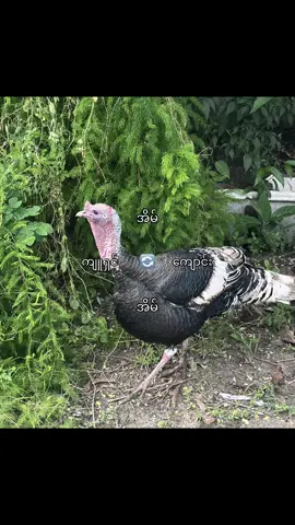 တစ်နေ့တာ🔄#fyp 